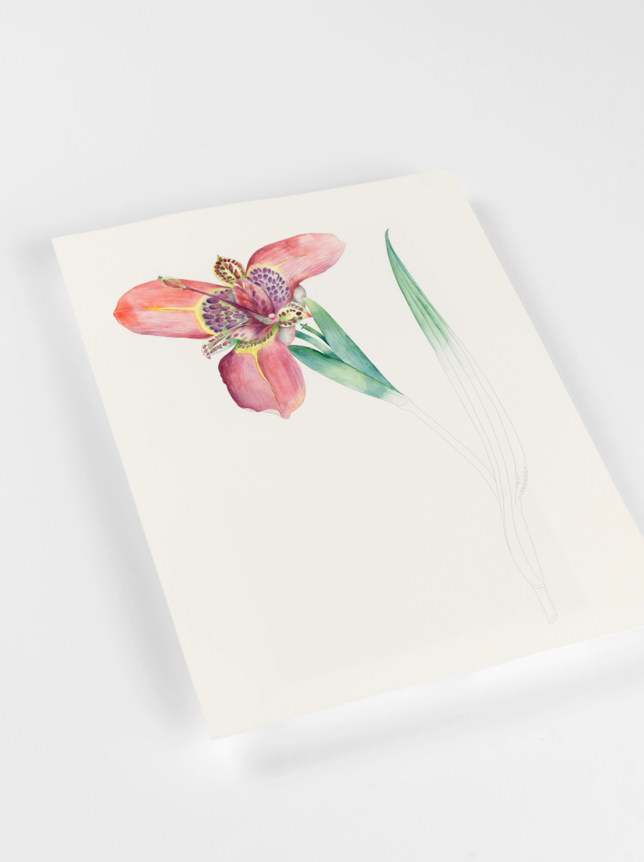 spalvinimo knyga "floral images"